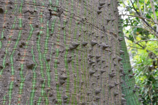 Closeup of the bark of the Kapok tree (Ceiba pentandra) whit its thorns, picture from Botanical garden  Puerto de la Cruz Tenerife Spain.