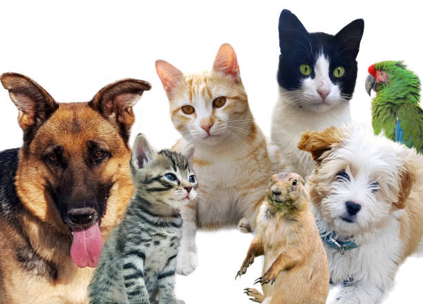 istock Pets animals group collage for pet shop or veterinary 646178838