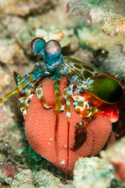 istock peacock mantis shrimp  with eggs - odontodactylus scyllarus 646183918