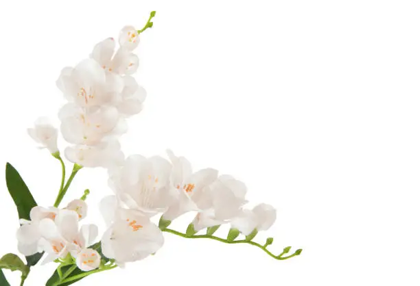 bunch beautiful branch flowering-plant with white flower, on white background, isolated