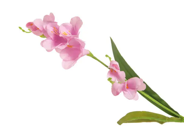 single beautiful branch flowering-plant with pink flower, on white background, isolated