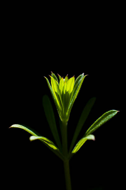 Green sprout Galium aparine in sunlight on a black background.Macro.In backlit.Ukraine.Spring, April