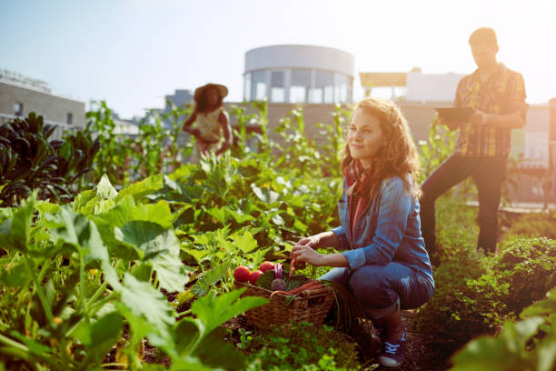 freundliches team ernte frisches gemüse aus dem gewächshaus garten auf dem dach und planen erntezeit auf einem digitalen tablet - entrepreneur lifestyles nature environment stock-fotos und bilder