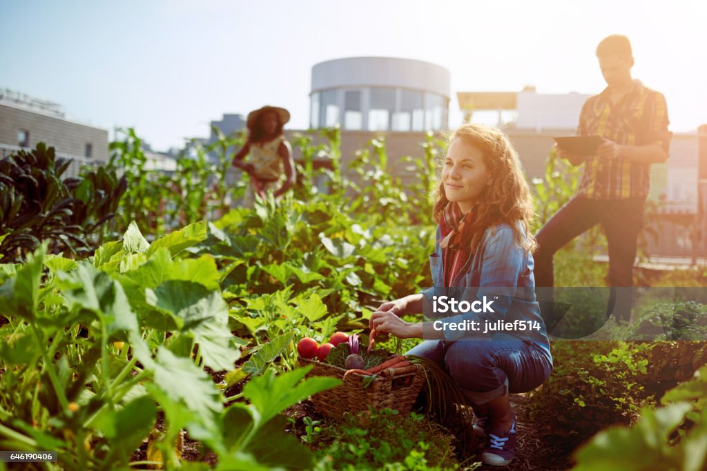 Friendly team harvesting fresh vegetables from the rooftop greenhouse garden and planning harvest season on a digital tablet Group of gardeners tending to organic crops at community garden and picking up a basket full of fresh produce from their small business Community Stock Photo