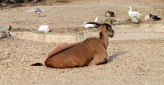 Antelope Lesser kudu lying down and looking at birds