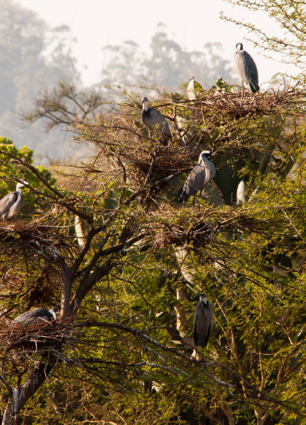 istock black headed heron (Ardea melanocephala)heronry or Heron Rookery 646190698
