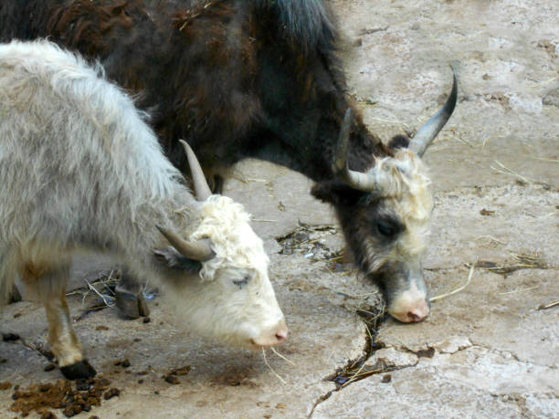 istock Buffalo mother and child 646193466
