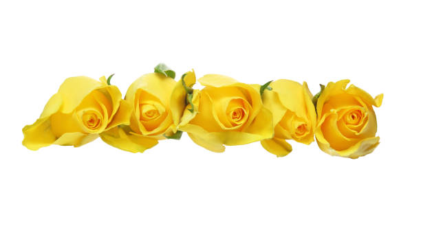 istock Flower head of roses 646200150