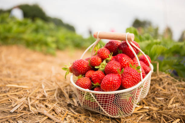 istock A basket of strawberries 646200602