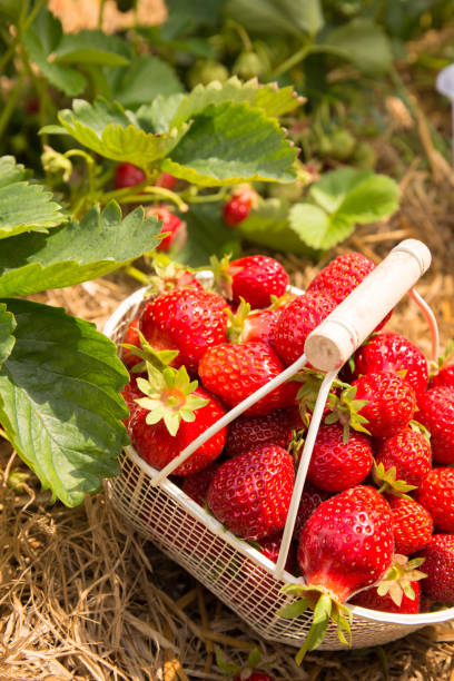 istock A basket of strawberries 646200614