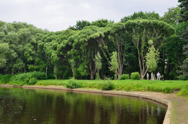 Beautiful in summer Park.Trees growing green leaves.