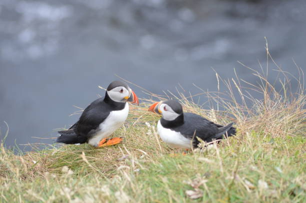 istock Puffins on Staffa, Scotland 646201224
