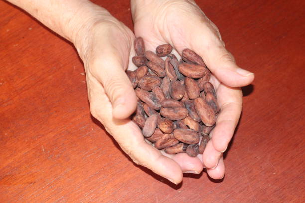 istock heap cacao beans in hands 646203454