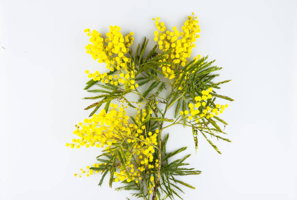 istock Woman day, mimosa on a white background 646203504