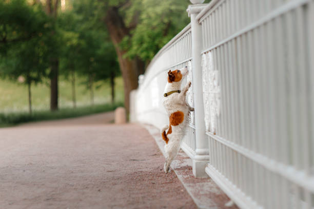 istock Dog Jack Russell Terrier in the Park 646203734