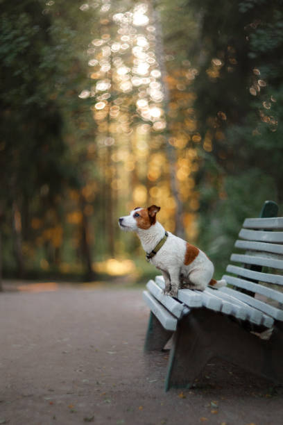 istock Dog Jack Russell Terrier in the Park 646204402