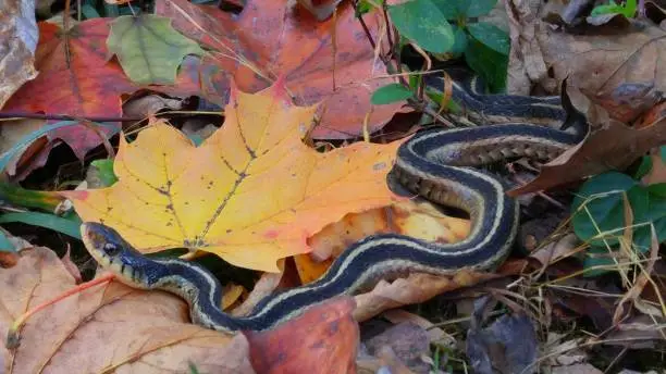 Photo of Garter Snake on the Ground Slithering Through Colorful Autumn Leaves