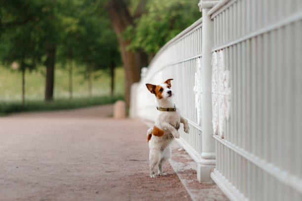 istock Dog Jack Russell Terrier in the Park 646207748