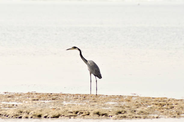 istock Gray heron in the water 646208148