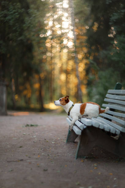 istock Dog Jack Russell Terrier in the Park 646211126