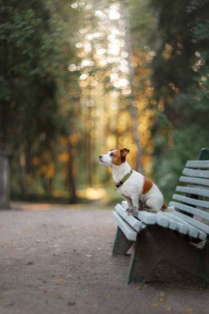 istock Dog Jack Russell Terrier in the Park 646211340