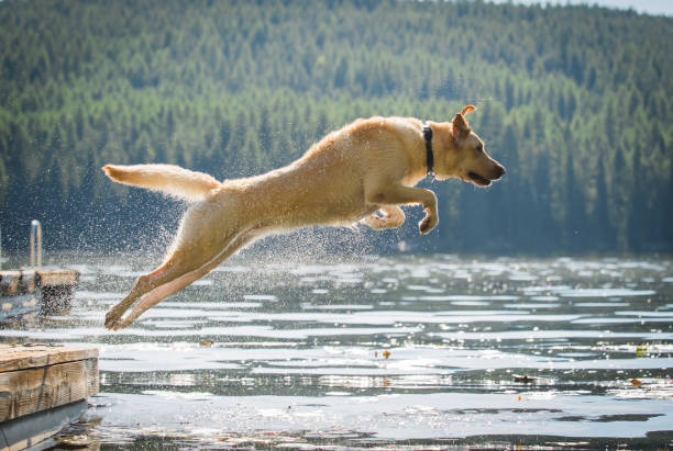 istock Golden Lab leaping in water 1 646214118
