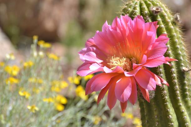 istock Wildflowers and Blooming Torch Cactus 646218296