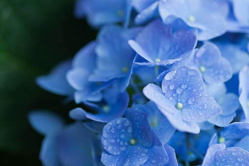 Close Up of Blue Hydrangea Flower with dew in the Morning
