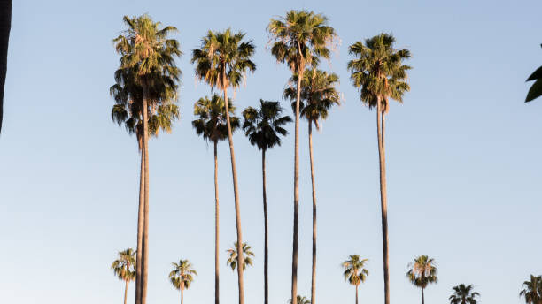 istock Palm trees shot in 4k high resolution 646218888