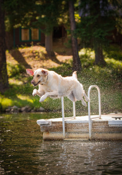 istock Golden Lab Leaping in Water 5 646220990