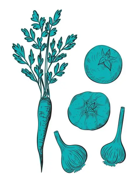 Vector illustration of Hand Drawn Detailed Vegetables