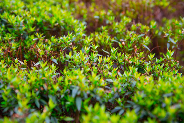istock Dark and Light Green Natural Plant Growing 646231208