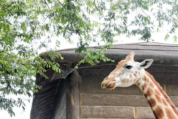 Giraffe looking through a high wooden fence