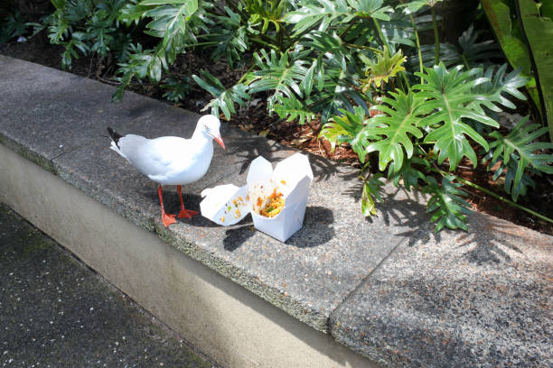 istock one gull discovered forgotten box of take-away food 646231928