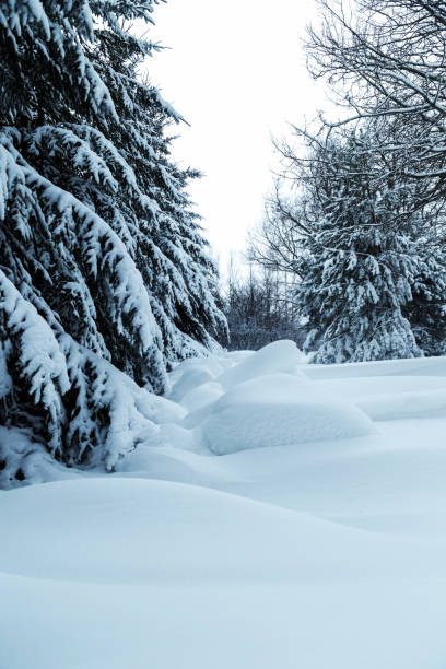 istock Snowdrifts and Trees 646234846