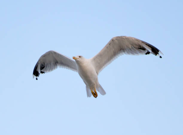 istock Young seagull flying in blue sky 646239260