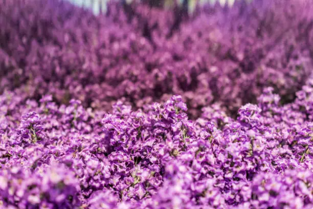 Pink purple tall long fake lupine flowers as decoration