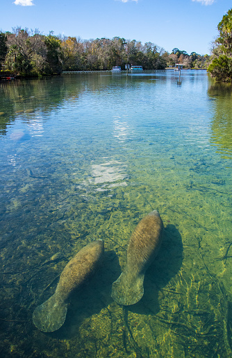 West Indian Manatess swimming out to sea. Homosassa Springs Wildlife State Park, Florida. Gulf Coast states.