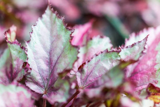 Macro closeup of green and purple rex begonia leaves Macro closeup of green and purple rex begonia leaves begoniaceae stock pictures, royalty-free photos & images