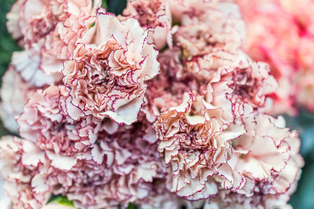 istock White and red carnations bouquet macro closeup 646242660
