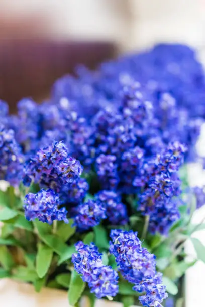 Blue purple tall long fake lupine flowers as decoration
