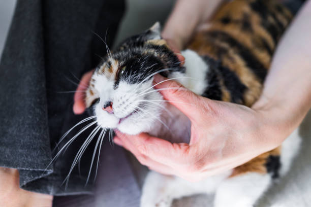 istock Womans trying to open cats mouth with hands 646243122