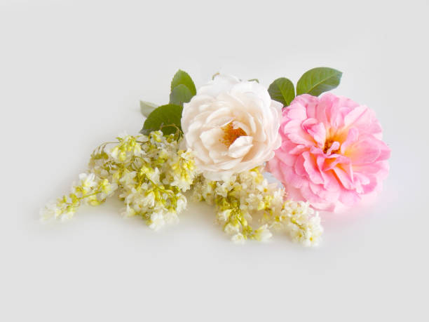 istock English rose bouquet 646243818