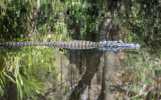 Alligator in a bayou. West Central Florida. Gulf Coast States.