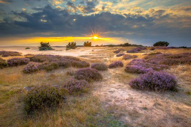 istock Hoge Veluwe Sand dunes with Heath 646246538