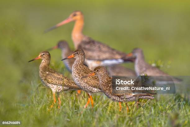 Group Of Redshank With Blacktailed Godwit Wader Birds Stock Photo - Download Image Now