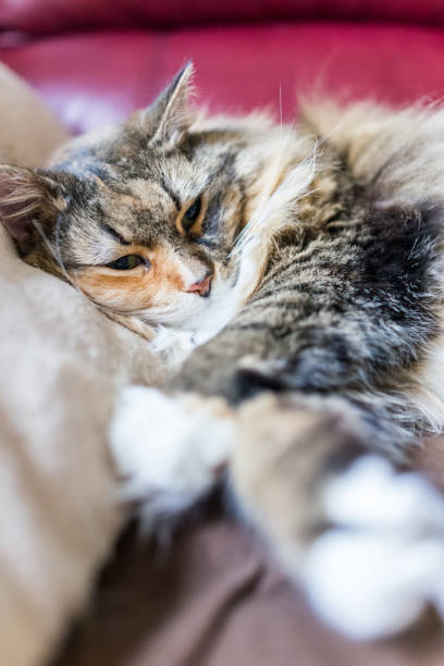 istock Calico maine coon cat closeup resting head on pillow 646259862