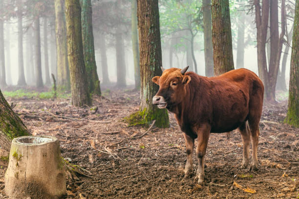 red brown cow standing and chew the cud in the woods with mist background - chew the cud imagens e fotografias de stock