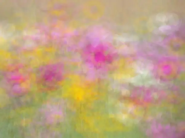 Blurred flower for background
