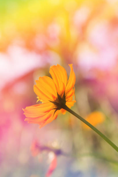 istock Single cosmos flower in dreamy nature background 646264544